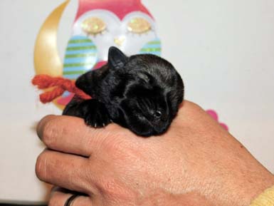 schnauzer-medio-pepe-sale-cucciolo-di amor-di-schnauzer-cucciolata-h2