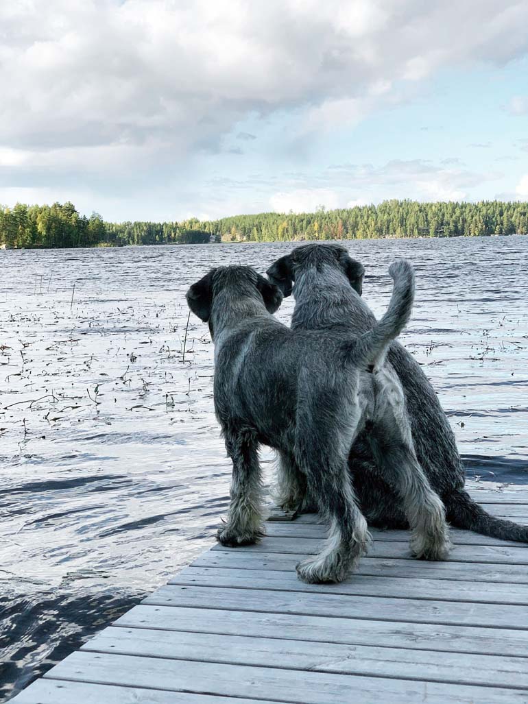 amor_di_schnauzer_incipit_and_amor_di_schnauzer_welcome_aboard_in _finland