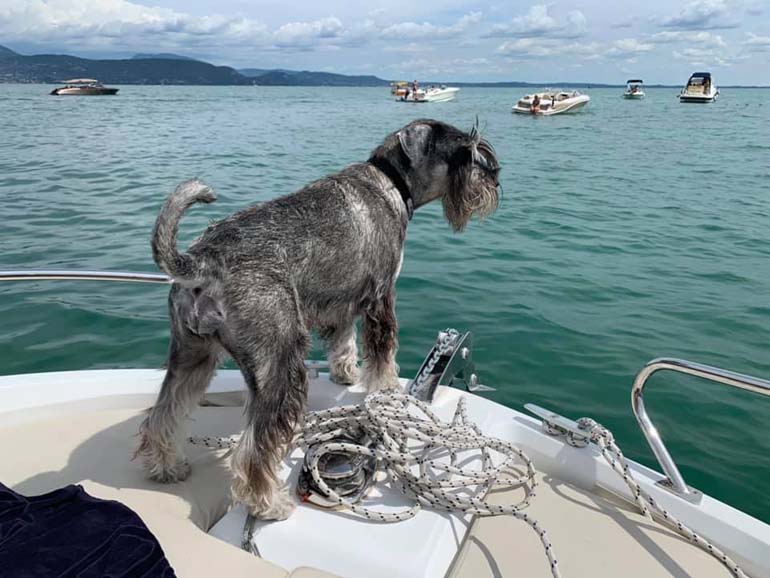 amor_di_schnauzer_e_se_domani_roxie