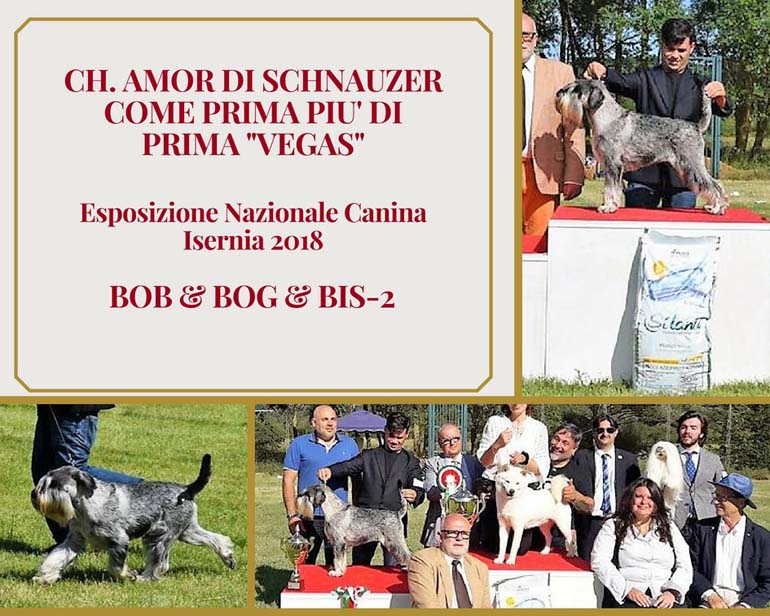 multi_ch_amor_di_schnauzer_come_prima_piu_di_prima_bog_e_bis2_isernia_2018