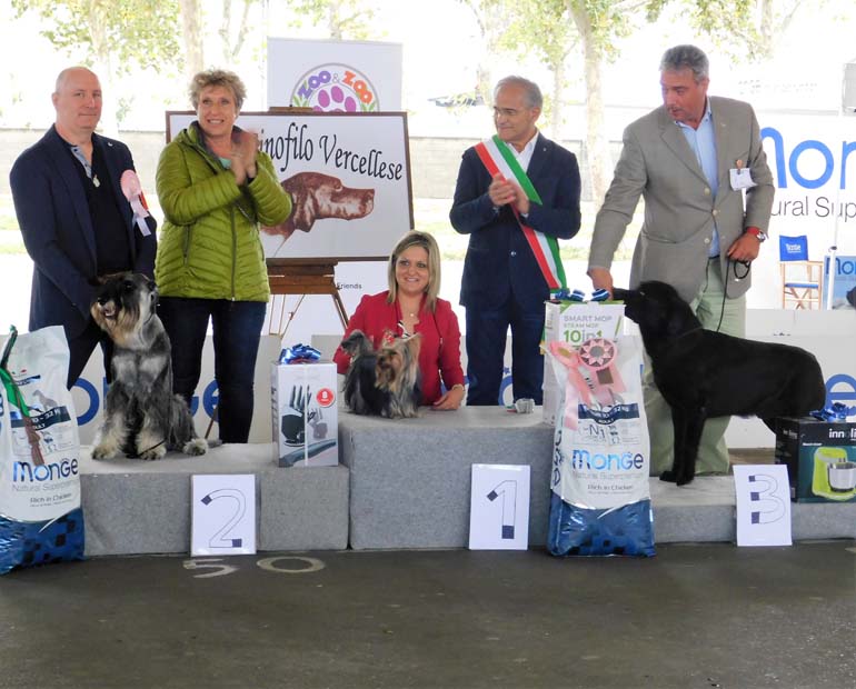 amor-di-schnauzer-goldrake-bis-reserve