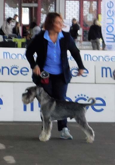 amor-di-schnauzer-what-women-want-bis-veteram