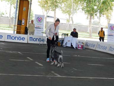 amor-di-schnauzer-gracias-a-la-vida-bos